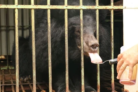 Cá thể gấu cuối cùng được nuôi nhốt tại Gia Lai.