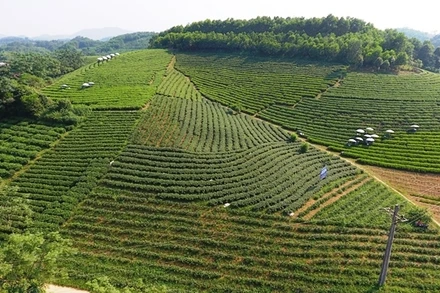 Vùng sản xuất chè tập trung ở thị trấn Sông Cầu, huyện Đồng Hỷ.