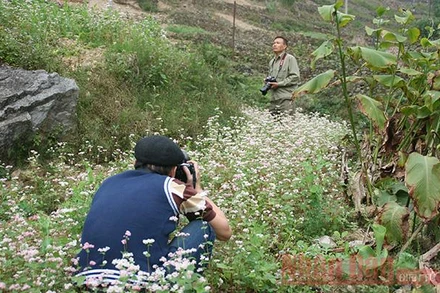 Du khách đến với vào mùa hoa tam giác mạch.