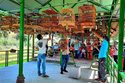 Các nghệ nhân mang chim cảnh vào khu vực thi đấu.