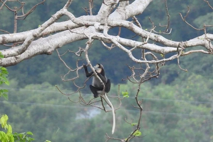 Vọoc Chà Vá chân đen tại núi Chứa Chan, huyện Xuân Lộc, tỉnh Đồng Nai.