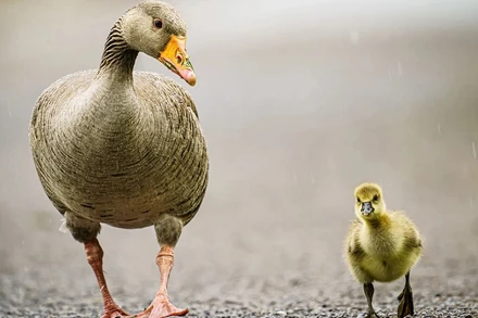 Những bức ảnh ấn tượng về động vật hoang dã trong tuần