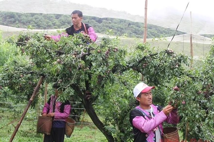 Các đội tham gia thi hái mận.