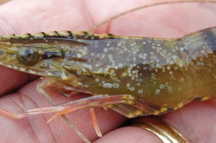 Tôm bị bệnh đốm trắng, gây chết hàng loạt tại các ao nuôi ở các xã ven biển tỉnh Thái Bình. (Ảnh người dân cung cấp)