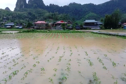 Ảnh minh họa: Nhiều diện tích hoa màu của người dân chìm trong nước lũ.