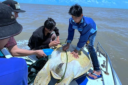 Lực lượng chức năng Cà Mau thả con vích hơn một tạ về với biển, vị trí thả cách cửa biển Sông Đốc khoảng 2km.