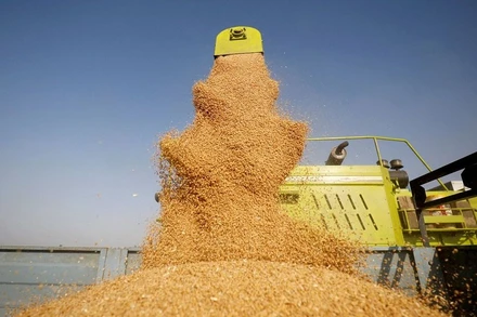 Thu hoạch lúa mì ở ngoại ô Ahmedabad, Ấn Độ, ngày 16/3/2022. (Ảnh: Reuters)