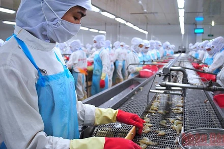 Nhiều lao động được hỗ trợ tiền thuê nhà ở Cà Mau là công nhân trong ngành thủy sản tại khu, cụm công nghiệp. 