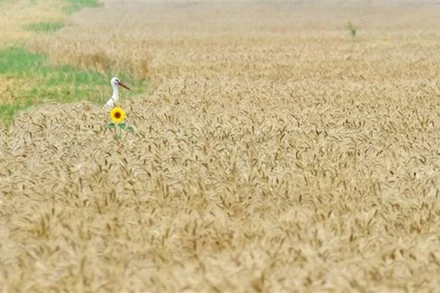 Một cánh đồng lúa mì ở làng Mala Dyvitsya, Ukraine. (Ảnh: AFP/TTXVN)