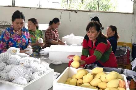 Trái cây là một trong những mặt hàng có nhiều cơ hội gia tăng xuất khẩu vào thị trường châu Âu.