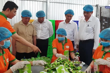 Kẹo dừa sáp lá dứa Vicosap là sản phẩm OCOP 4 sao của Công ty TNHH Chế biến dừa sáp Cầu Kè (xã Thạnh Phú, huyện Cầu Kè).