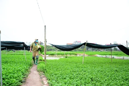Cánh đồng rau cần của HTX Khai Thái, huyện Phú Xuyên (Hà Nội).
