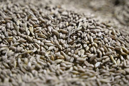 Ngũ cốc sau khi được thu hoạch tại một nông trại ở vùng Odessa, Ukraine. (Ảnh: AFP/TTXVN)