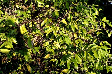 Ảnh minh họa. (Nguồn: Reuters)