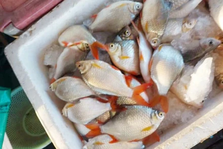 Cá chết bán xác với giá rẻ.