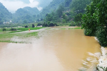 Mưa lũ làm ngập úng cây trồng tại huyện Hà Quảng (Cao Bằng).