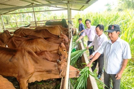 Nhiều hộ dân trên địa bàn tỉnh Bình Dương vay vốn chính sách phát triển chăn nuôi bò. (Ảnh: Vietnam+)