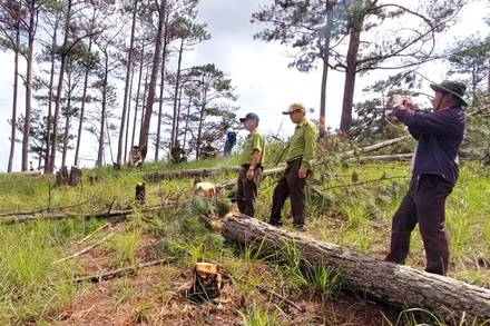 Cơ quan chức năng thành phố Đà Lạt kiểm tra hiện trường vụ việc.