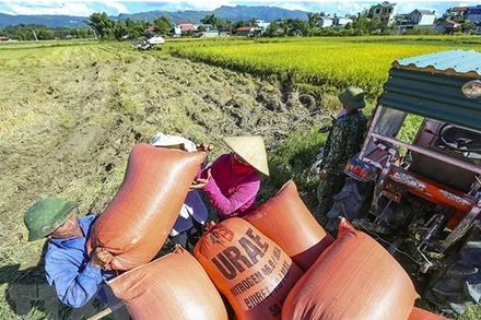 Thu hoạch lúa tại Điện Biên. (Ảnh: TTXVN)