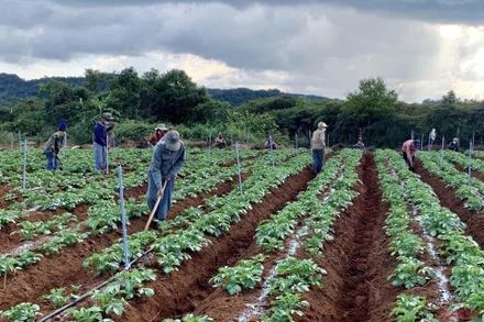 Lao động Lào làm việc tại liên doanh trồng cây nông nghiệp của Tập đoàn Việt Phương tại Sekong, phía Nam Lào. (Ảnh: Xuân Sơn)