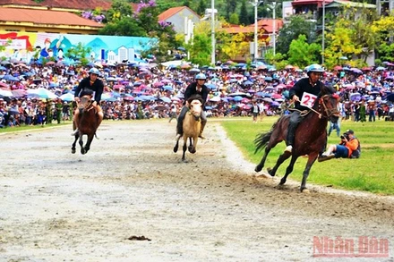 Đua ngựa trên cao nguyên trắng Bắc Hà.