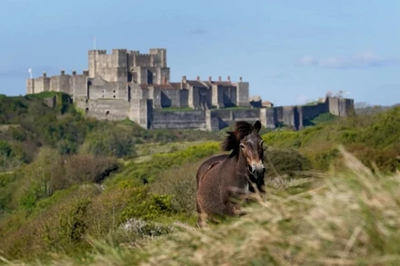 Những bức ảnh ấn tượng về động vật hoang dã trong tuần