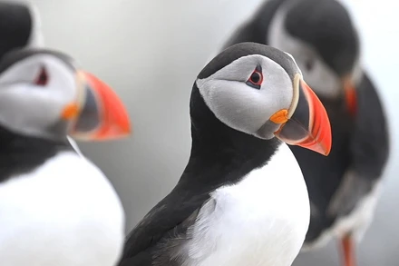 Những bức ảnh ấn tượng về động vật hoang dã trong tuần