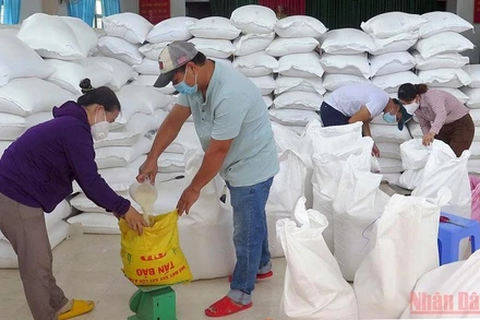 Cấp phát gạo hỗ trợ của Chính phủ đến người dân gặp khó khăn do đại dịch Covid-19 trên địa bàn tỉnh Phú Yên. (Ảnh minh họa: TRÌNH KẾ)