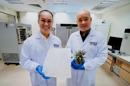 PGS Dương Minh Hải (bên trái) và PGS Phan Toàn Thắng, Đại học NUS, công bố nghiên cứu chất giảm béo từ lá dứa. Ảnh: NUS