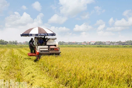 Ảnh minh họa: Thu hoạch lúa mùa tại xã Tràng An, Bình Lục, Hà Nam. (Ảnh: Báo Hà Nam)