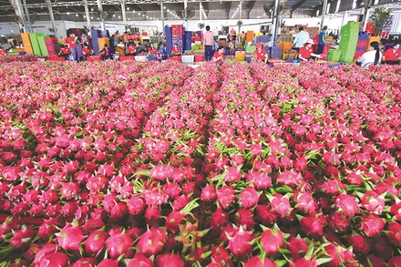 Thanh long Việt Nam nhiều cơ hội hiện diện tại thị trường Australia và New Zealand.