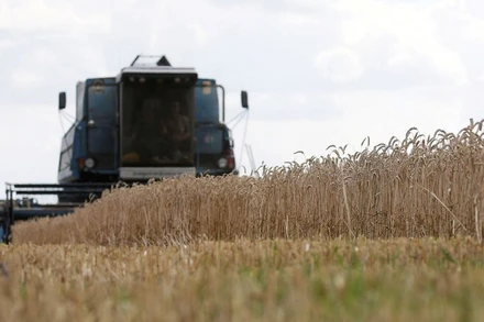 Thu hoạch lúa mì ở tỉnh Kiev, Ukraine. (Ảnh: Reuters)