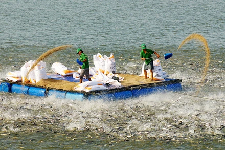 Nuôi biển - Cơ hội đột phá