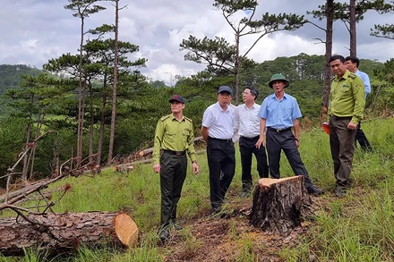 Chủ tịch UBND tỉnh Lâm Đồng Trần Văn Hiệp (thứ tư, từ trái sang) và cơ quan chức năng kiểm tra hiện trường vụ phá rừng nghiêm trọng tại Đà Lạt.