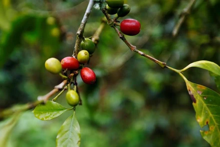 Ảnh minh họa. (Nguồn: Reuters)