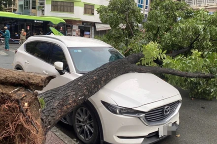 Ô-tô bị cây xanh cao 10m đè lên nắp ca-pô gây hư hỏng. (Ảnh: CTV)