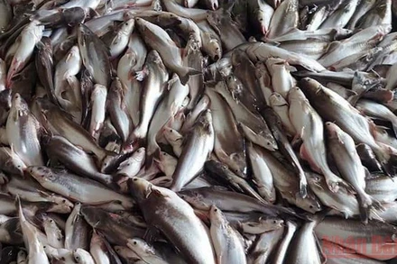 Cá nuôi bị chết chưa rõ nguyên nhân.