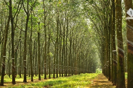 Rừng cây cao su đạt Chứng chỉ quản lý rừng bền vững của Công ty Cổ phần cao su Đồng Phú.