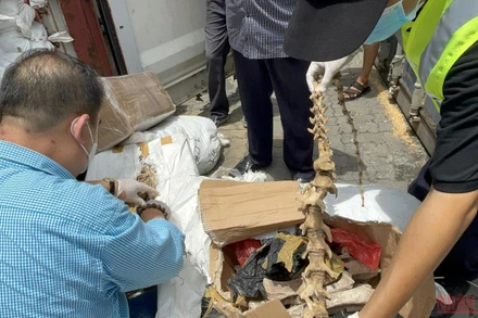 Nhiều xương động vật được nhập khẩu không qua khai báo. (Ảnh: Cục Hải quan cung cấp) 