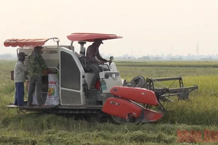 Thu hoạch lúa tại xã Đồng Hóa, huyện Kim Bảng. 