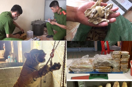 Công an phát hiện, thu giữ cá thể hổ cùng các tang vật liên quan hành vi mua, bán hổ để nấu cao.