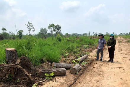 Nhiều diện tích rừng và đất lâm nghiệp được Ủy ban nhân dân tỉnh Đắk Lắk cho các doanh nghiệp thuê thực hiện dự án nông-lâm nghiệp trên địa bàn huyện Ea Súp bị phá và lấn chiếm trái phép.