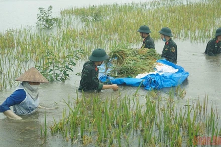 Cán bộ, chiến sĩ Tiểu đoàn đặc công 19, Quân khu 2 giúp người dân xã Bình Phú, huyện Phù Ninh hỗ trợ người dân thu hoạch diện tích lúa bị ngập úng. 