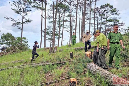 Cơ quan chức năng thành phố Đà Lạt kiểm tra hiện trường vụ việc.