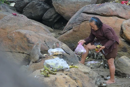 Đàn khỉ cư trú tại đảo Hòn Trà, xã Bình Đông, huyện Bình Sơn (Quảng Ngãi) được xác định là loài khỉ vàng, thuộc danh mục động vật quý hiếm. 