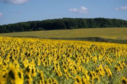 Tháng 8 là quãng thời gian đồng hướng dương Nga bắt đầu nở rộ, chuẩn bị cho thu hoạch.