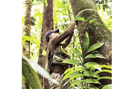 Đo cây để nghiên cứu tại rừng Cuatro Rios.