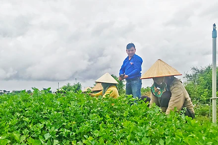 Nhà khởi nghiệp trẻ Lưu Lập Đức cùng bà con nông dân lao động sản xuất trên cánh đồng tại huyện Đức Trọng.