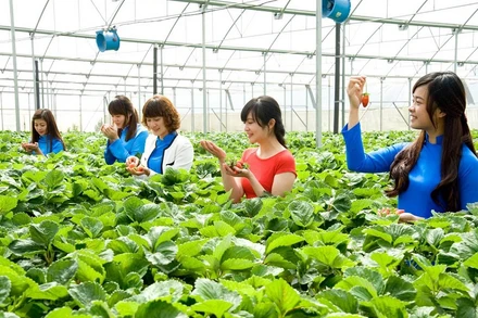 Du khách trải nghiệm điểm du lịch canh nông tại TP Đà Lạt.