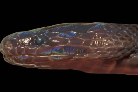 Loài rắn lạ có màu sắc óng ánh mới được phát hiện ở Việt Nam.